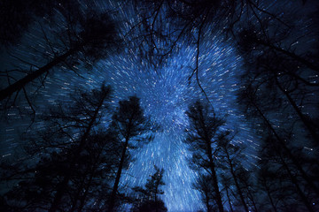 Wall Mural - a beautiful night sky, the milky way and the trees