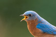 Close up of a male eastern bluebird with open mouth