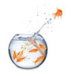 © stockphoto-graf - fish escape concept