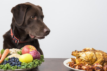 Dog with vegan and meat food