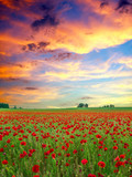 Fototapeta Kwiaty - Poppies field at sunset