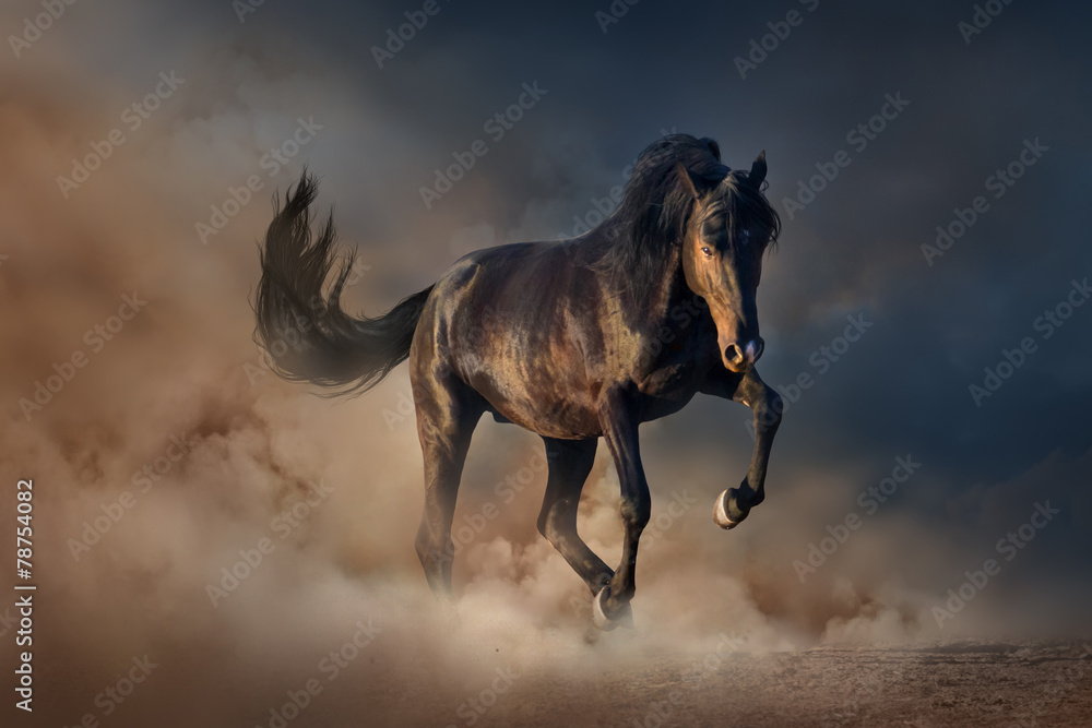 Beautiful black stallion run in desert dust against sunset sky - obrazy, fototapety, plakaty 