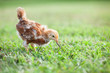 Baby Chick Eating Worm