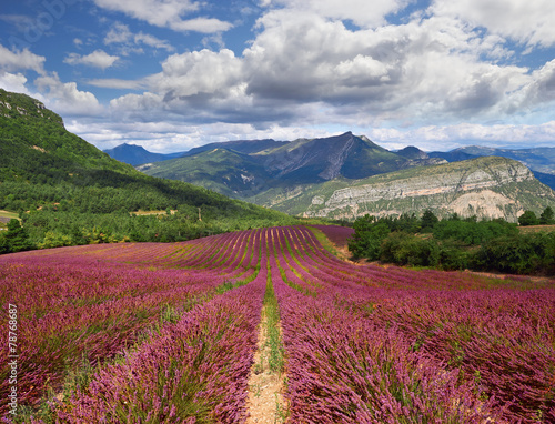 Naklejka - mata magnetyczna na lodówkę Lavender field