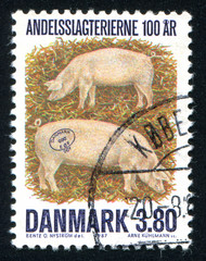 Wall Mural - Denmark pig