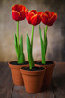 Three tulips in pots