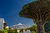 Fototapeta  - Drachenbaum und Teide auf Teneriffa