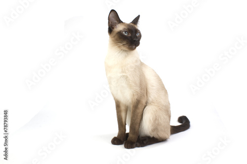 Fotografía Thai cat, traditional siamese cat on white backrgound