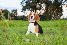 Funny Beagle Puppy Portrait