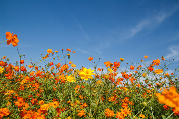 yellow cosmos flower in garden