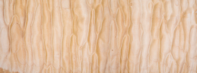 Wall Mural - Texture of Quilted Maple