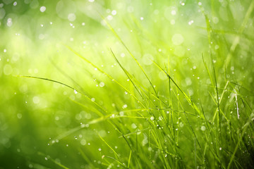 Morning dew on spring grass