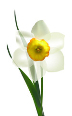 Canvas Print - single white isolated narcissus flower