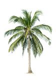 Fototapeta Desenie - coconut tree