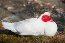 A White Domestic Muscovy Duck With Red Face Sitting