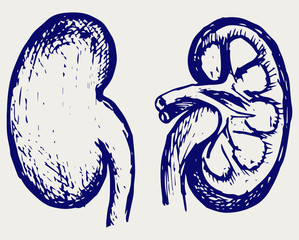 Wall Mural - Cross section kidney. Doodle style