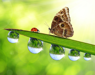 Fresh green grass with dew drops, butterfly and ladybird