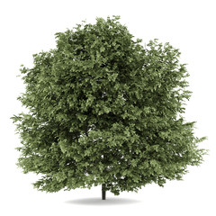 Wall Mural - common hazel tree isolated on white background