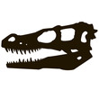 Raptor skull