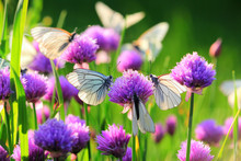 Pieris Butterflies (The Large White) On A Chive Flowers