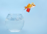 Fototapeta Konie - Goldfisch springt aus Glas