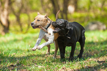 Wall Mural - Two dogs playing in with a stick