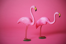Pink Flamingoes In Studio