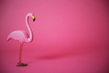 Pink Flamingo In Studio