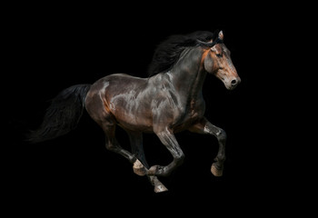 Wall Mural - Dark stallion running on black background