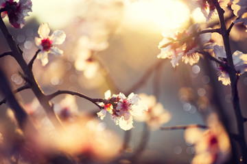 Fotomurales - Beautiful nature scene with blooming tree and sun flare