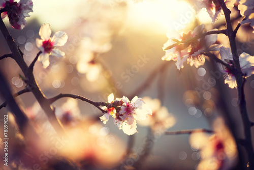 Beautiful nature scene with blooming tree and sun flare