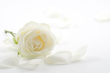 White rose with petals close-up