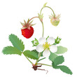 Strawberry - flower and fruits.