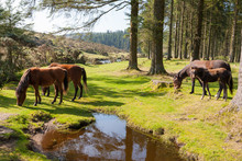 Bellever Dartmoor Devon