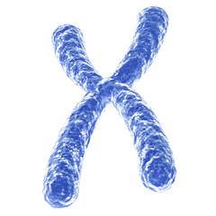 Chromosome