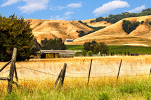 California Landscape Of Golden Hills, Oak Trees And Vineyards