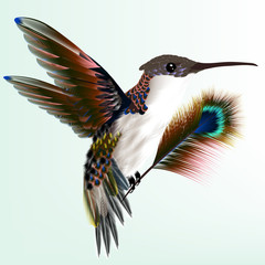 Wall Mural - Colorful hummingbird with peacock feather