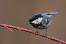 Coal Tit (Periparus Ater) On A Tree Branch