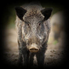 Canvas Print - wild boar portrait with vignette