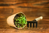 Peat pot and garden tools on wood background