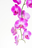 Fototapeta Storczyk - Purple Moth orchids close up