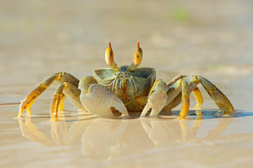 Wall Mural - Ghost crab on beach