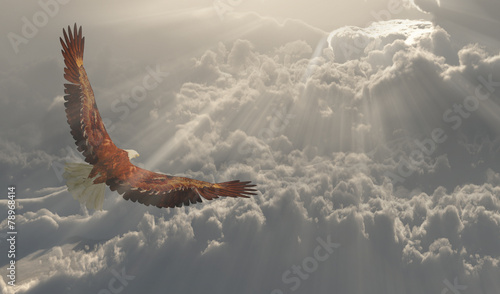 Fototapeta na wymiar Eagle in flight about the clouds