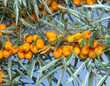 Branches of seabuckthorn