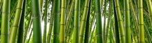 Sunlght Peeks Through Dense Bamboo