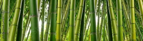 Obraz w ramie Sunlght peeks through dense bamboo