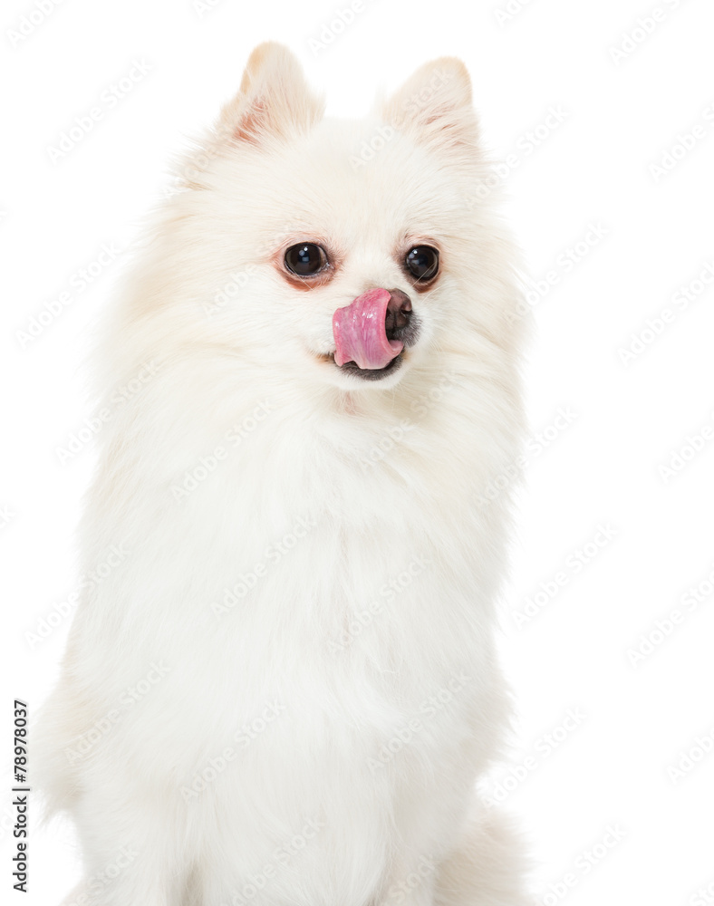Pomeranian dog show with tongue Stock Photo | Adobe Stock, image size:788x1000