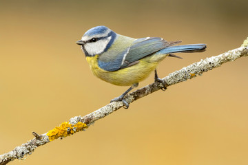 tit, ( Cyanistes caeruleus ) perched on a branch profile