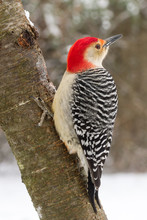 Red-bellied Woodpecker (male) In The Snow