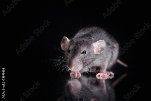 Cuadros en Lienzo brown domestic rat on a black background